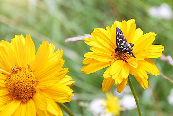 Ferienhaus Pflaum Preise - Titelbild