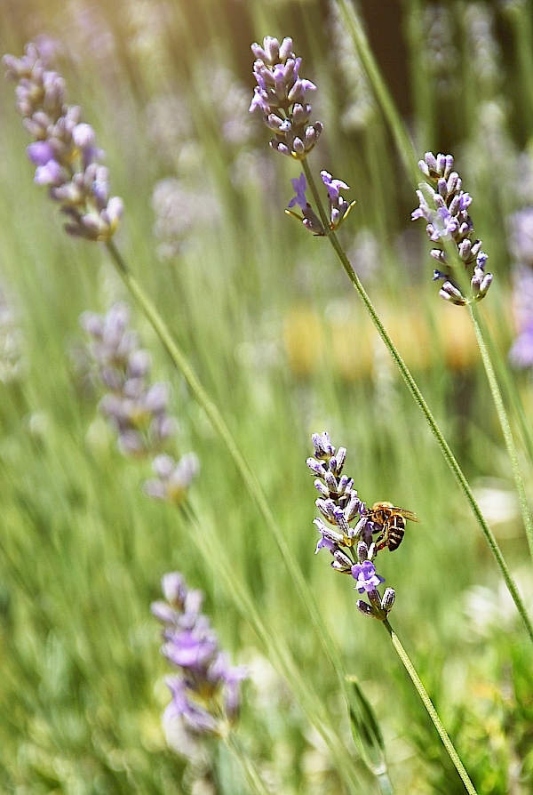 Ferienhaus Pflaum - Lavendel