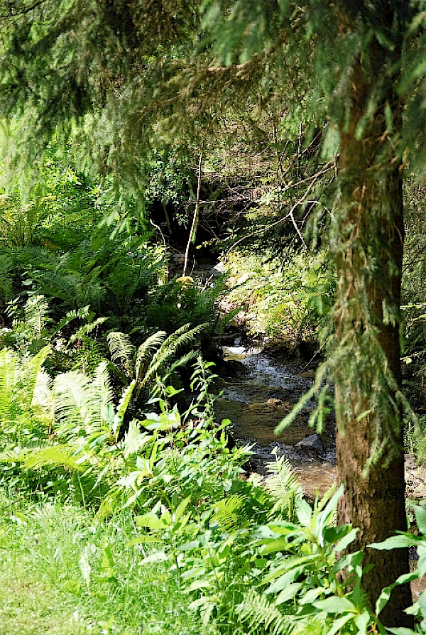 Ferienhaus Pflaum - Natur